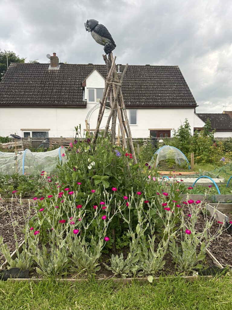 Sweet pea teepee surrounded by dusty miller plants