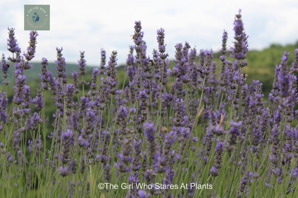 Field of lavender the ultra low maintenance gardening plant