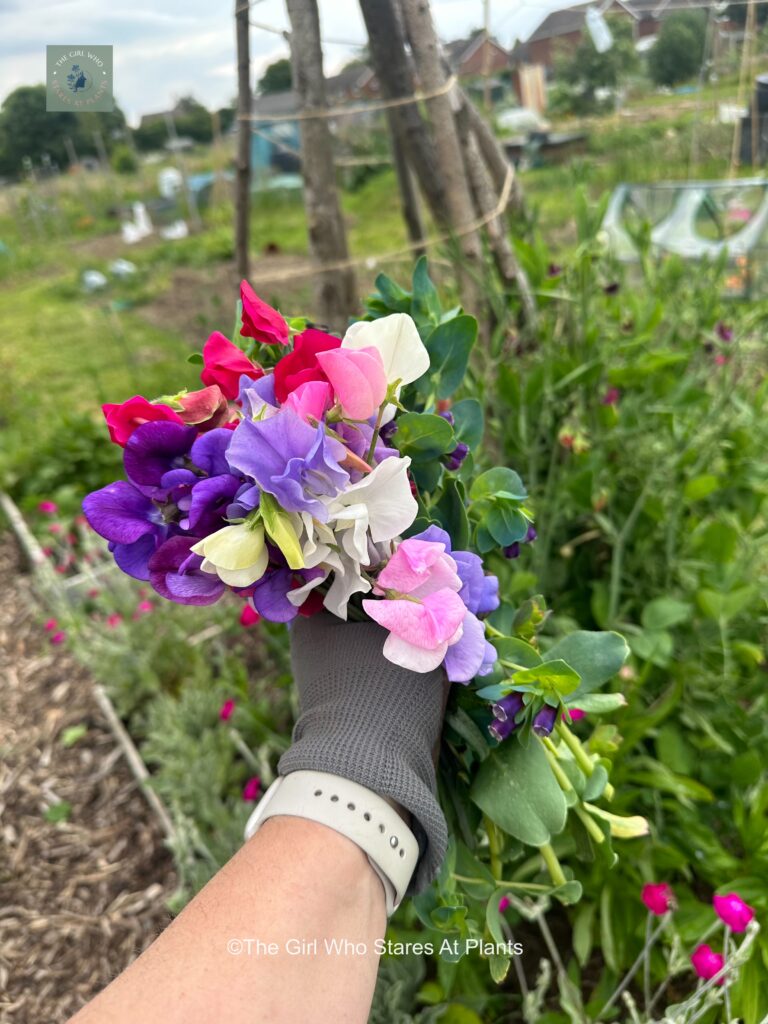 Bunch of sweet peas held in a glove