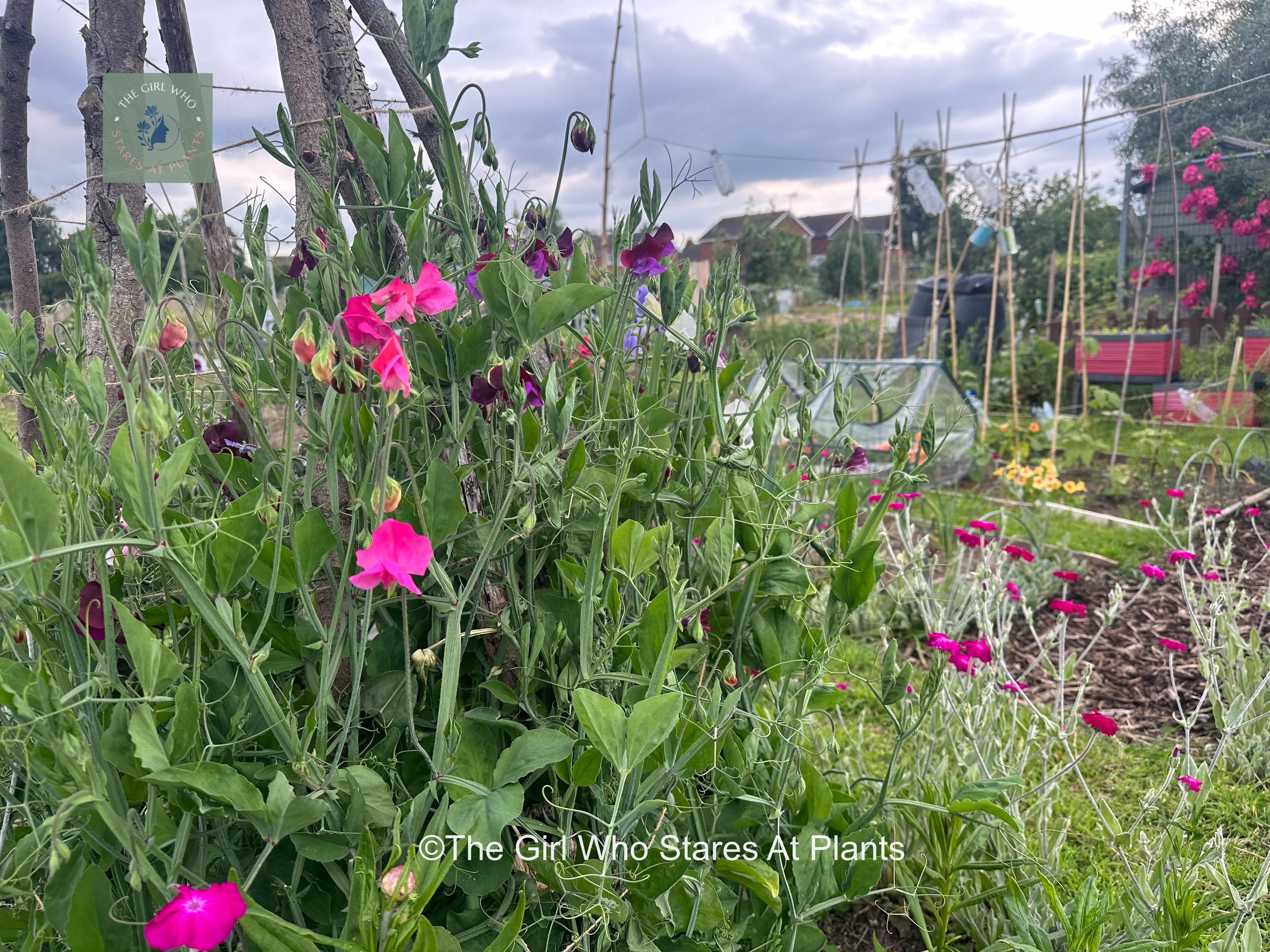 Sweet pea tee pee