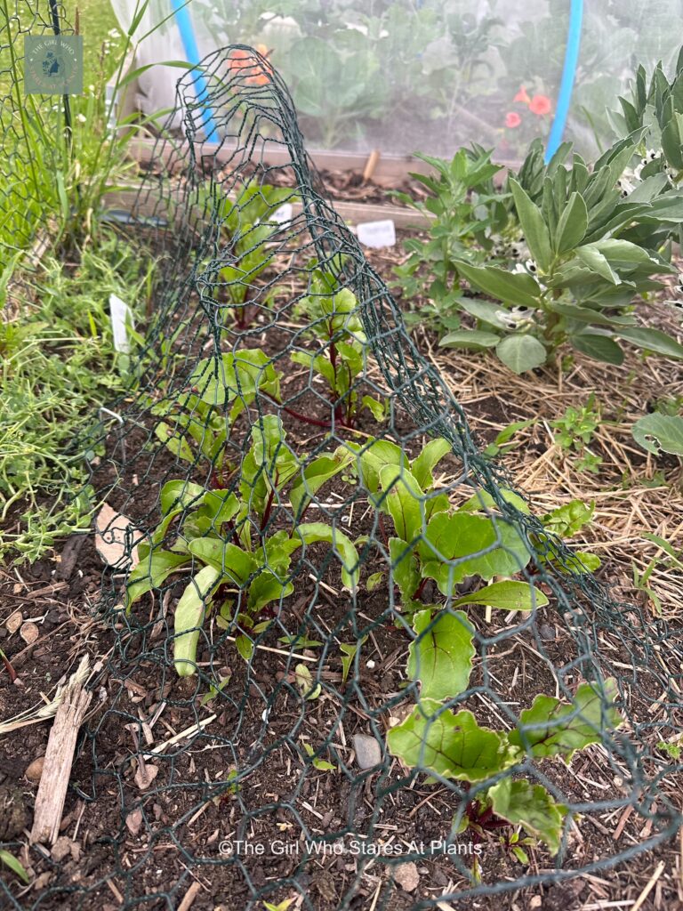 Rows of beetroot seedlings