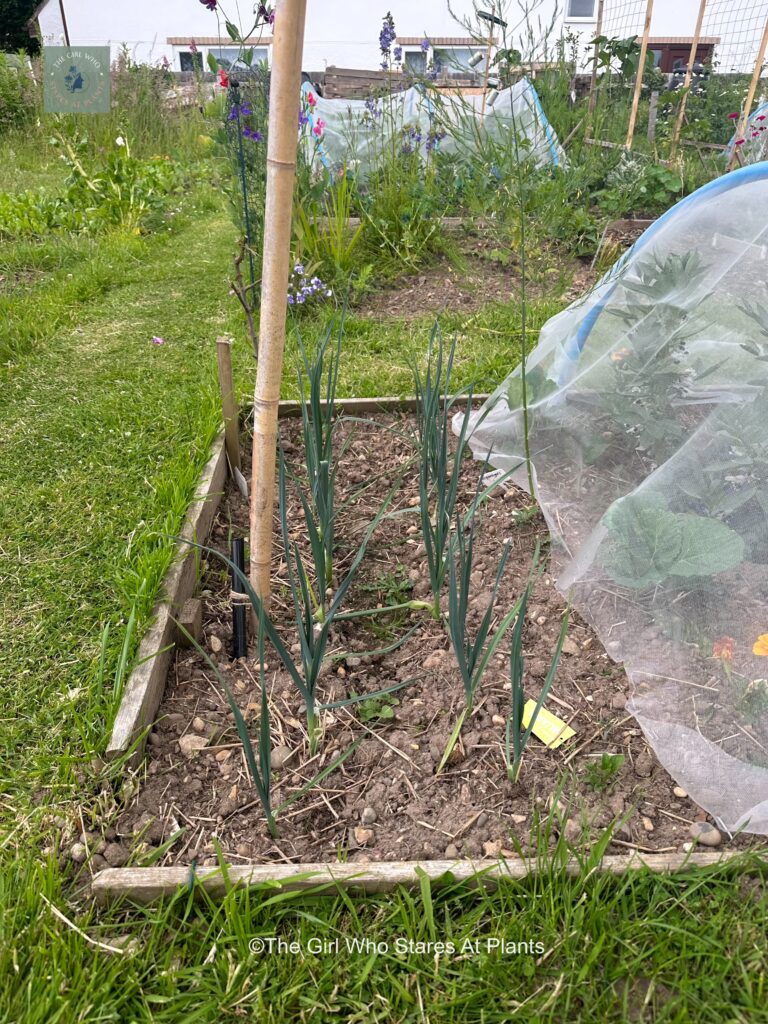 Two rows of leeks at the end of a vegetable bed