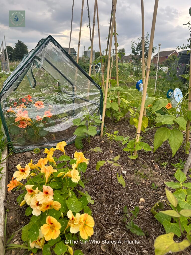 Borlotti beans and nasturtium 