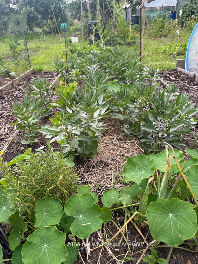 Broad beans planted with nasturtium and rosemary 