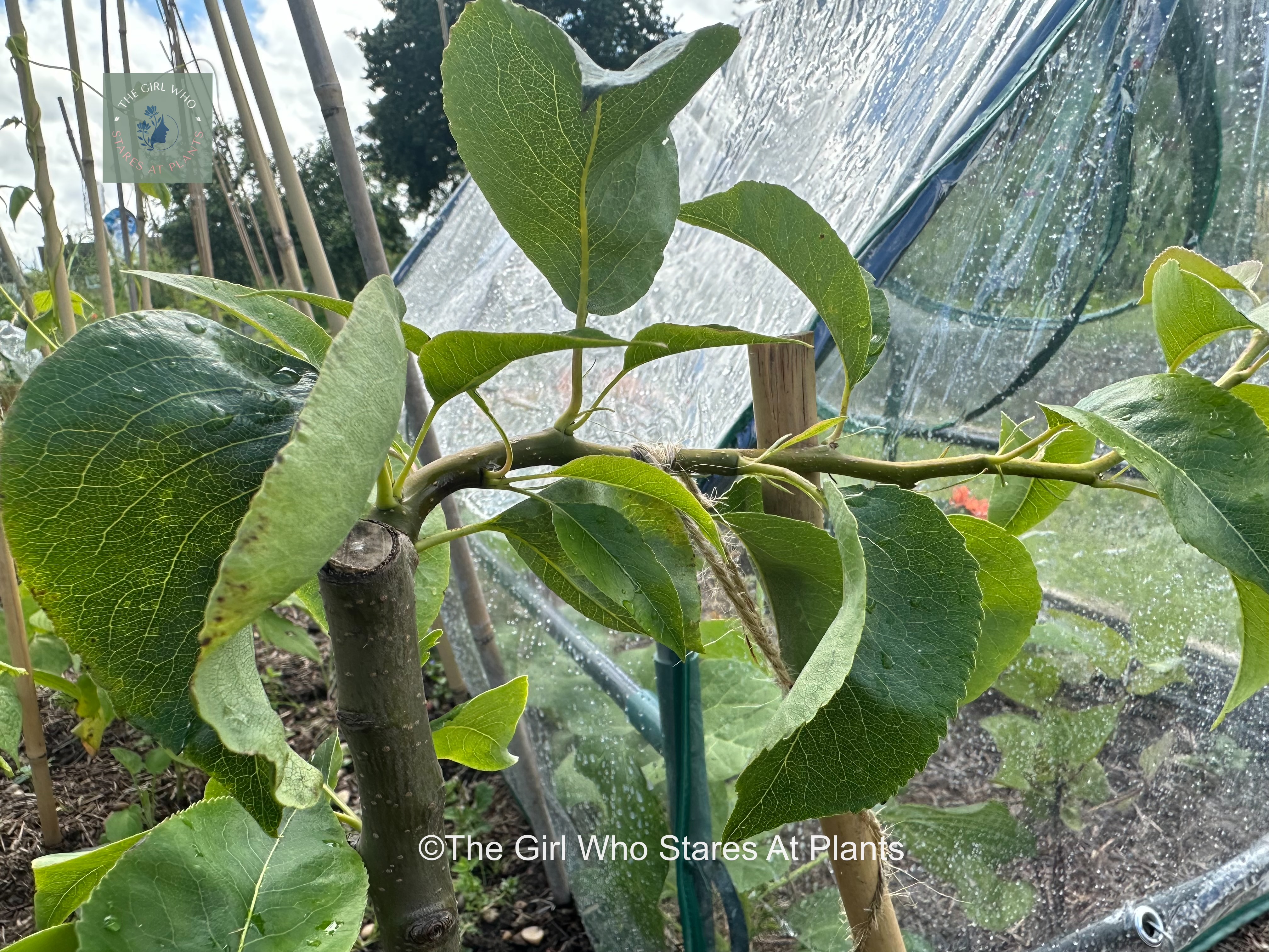 Step over pear fruit tree