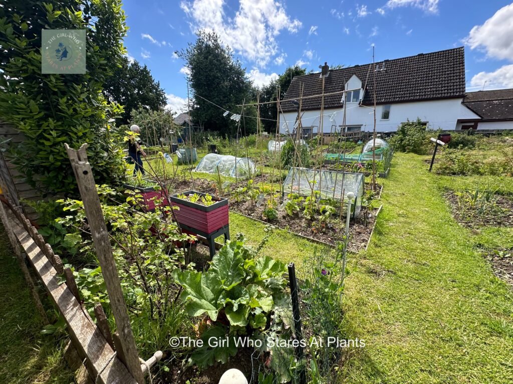 Awesome allotment in June