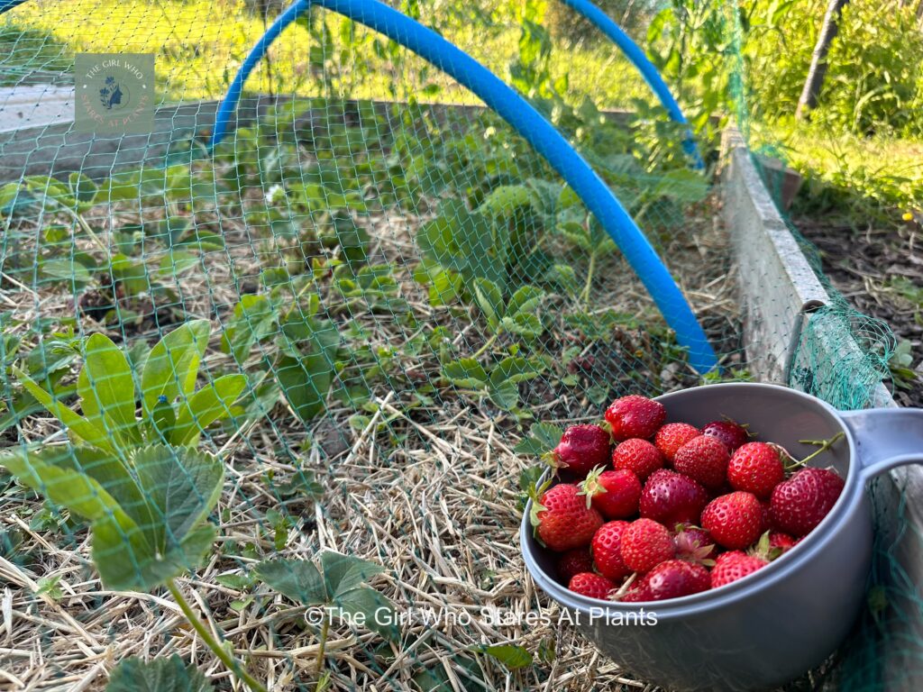 Pot of home grown strawberries next to strawberry plants