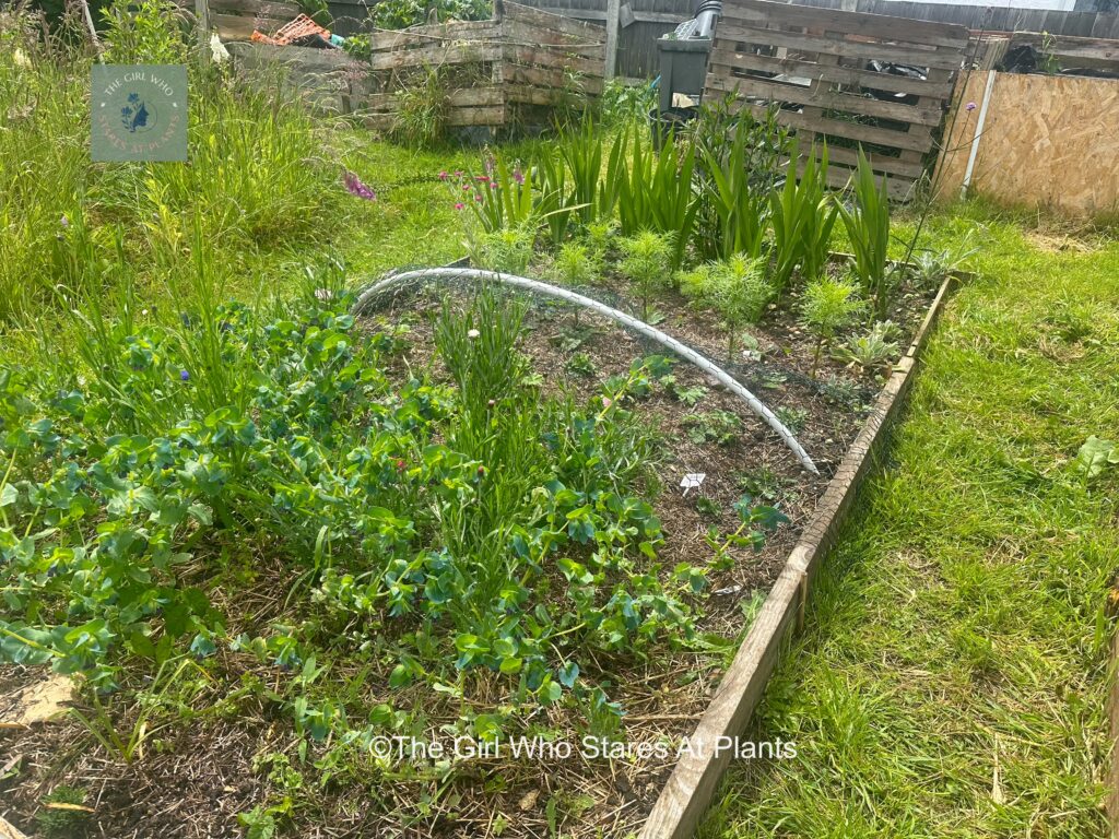 Cut flower bed with cerynthe, cosmos and lavender