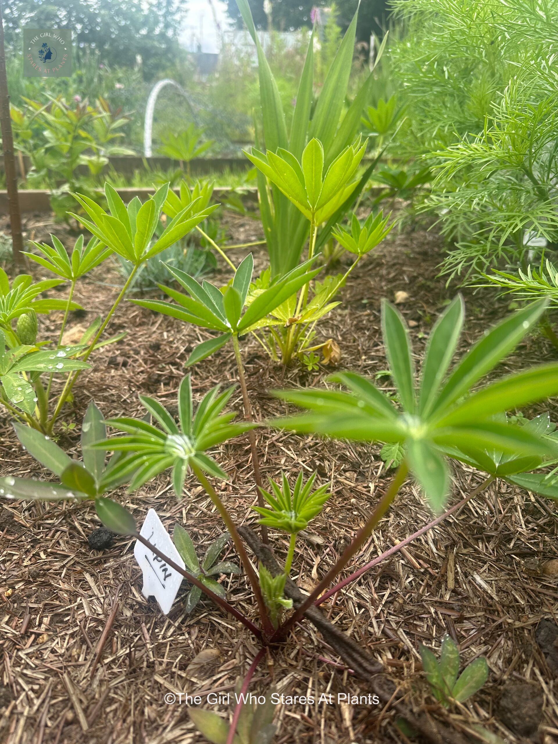 Lupins with little water droplets