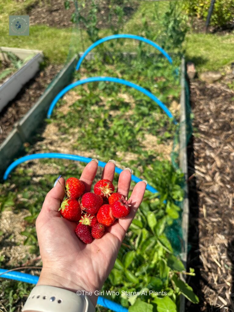 Handful of strawberries 