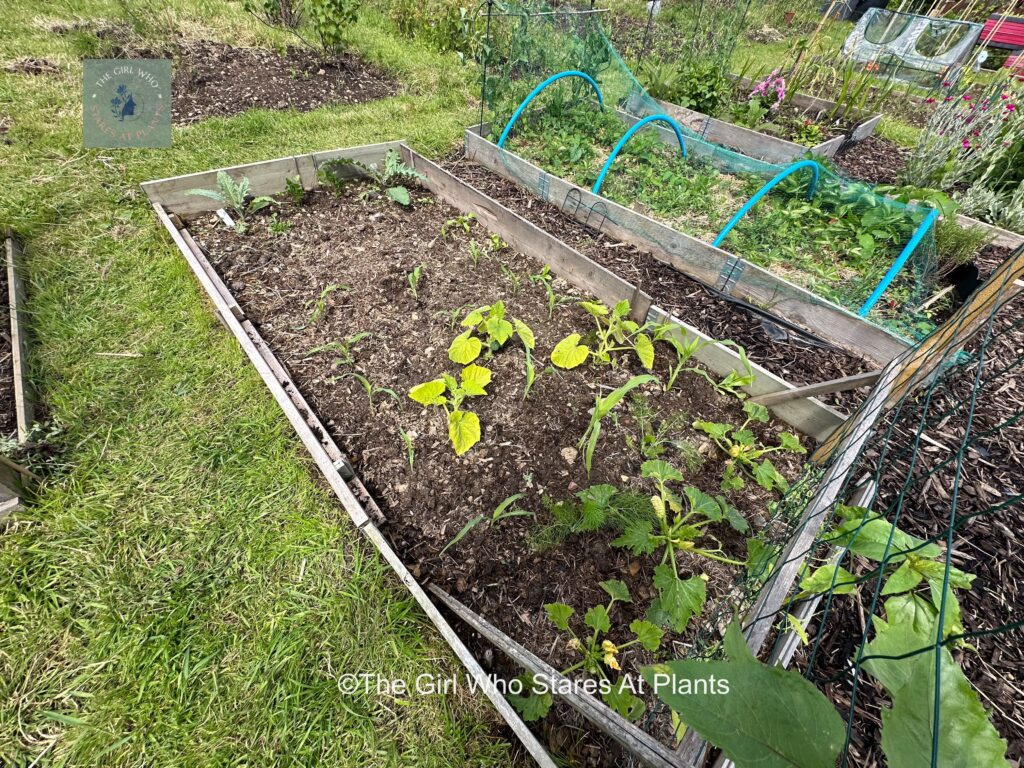 Bed of baby courgette and sweet plants at an awesome allotment