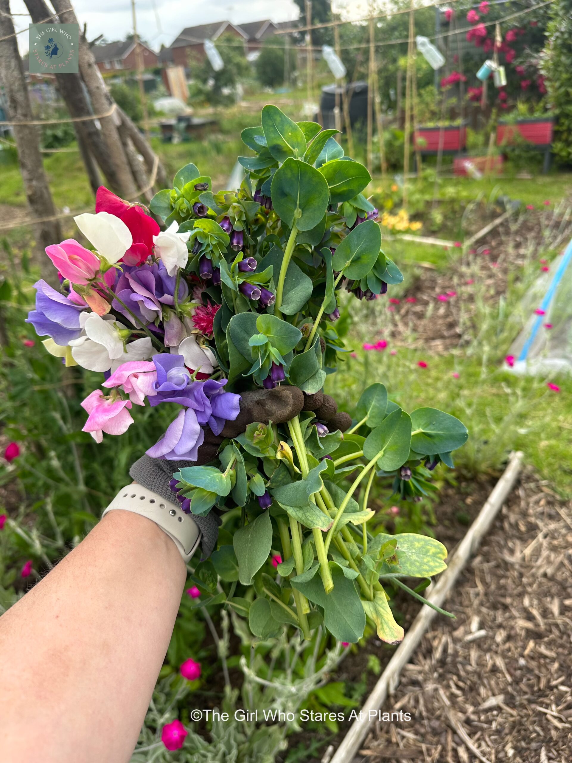 Handful of sweet peas and cerynthe from awesome allotment