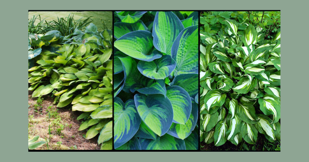 3 pictures of variegated hosta plants 