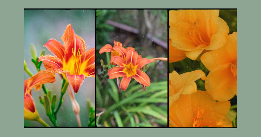 Three pictures of hemerocallis day Lillies in orange tones