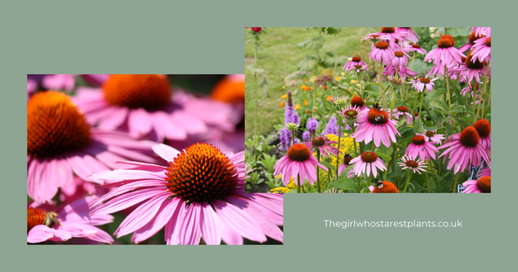 Two pictures of pink echinacea growing the garden