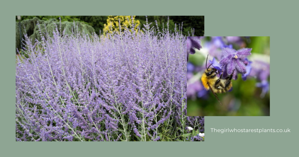 Perovskia Russian sage shown in flowering spikes with a bee eating the flowers nectar