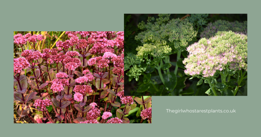 Garden sedums in flower pink and green in tone 