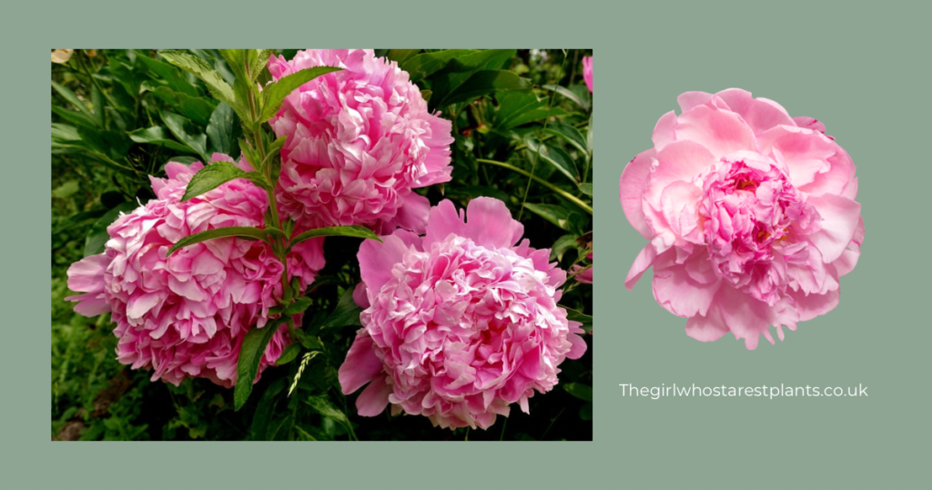 Beautiful pink peonies shown in bloom in the garden