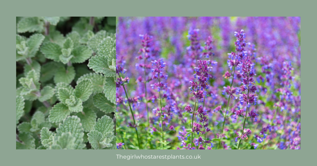 Nepeta shown in bloom and with the silvery grey leaves 