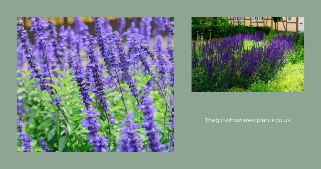 Two phots of blue salvia growing in the garden