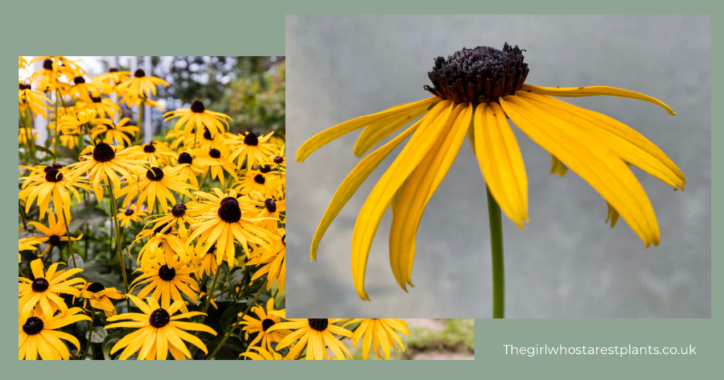 Two pictures of bright yellow rudbeckia plants also known as black eyed susan