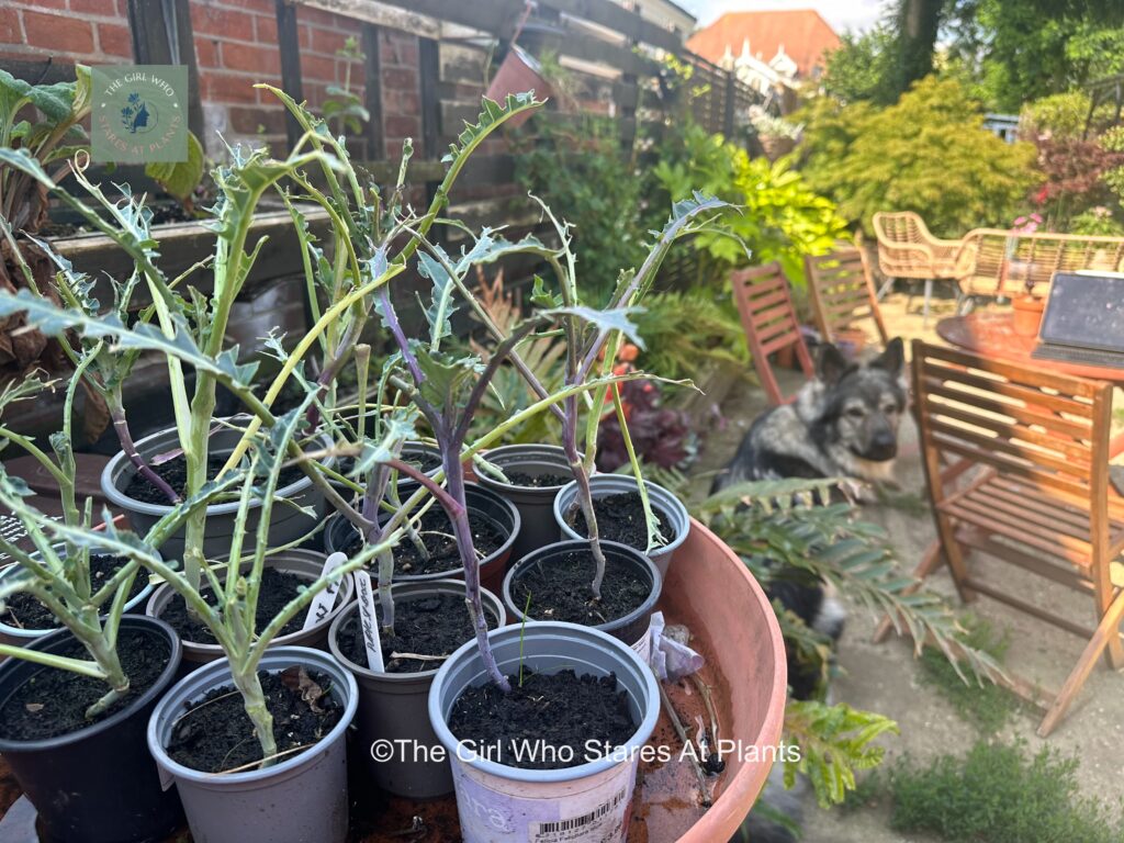 Brassicas eaten by slugs with dog in the background