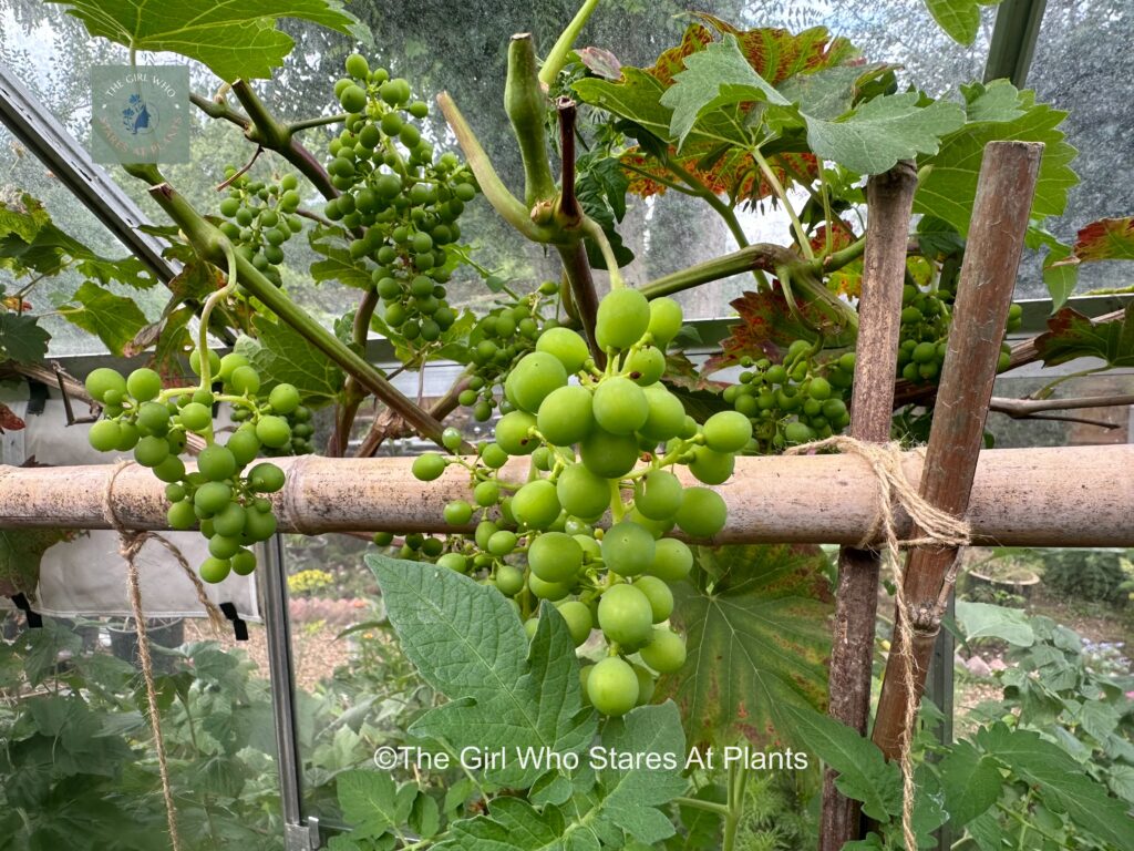 Bunch of wine grapes growing in a UK greenhouse