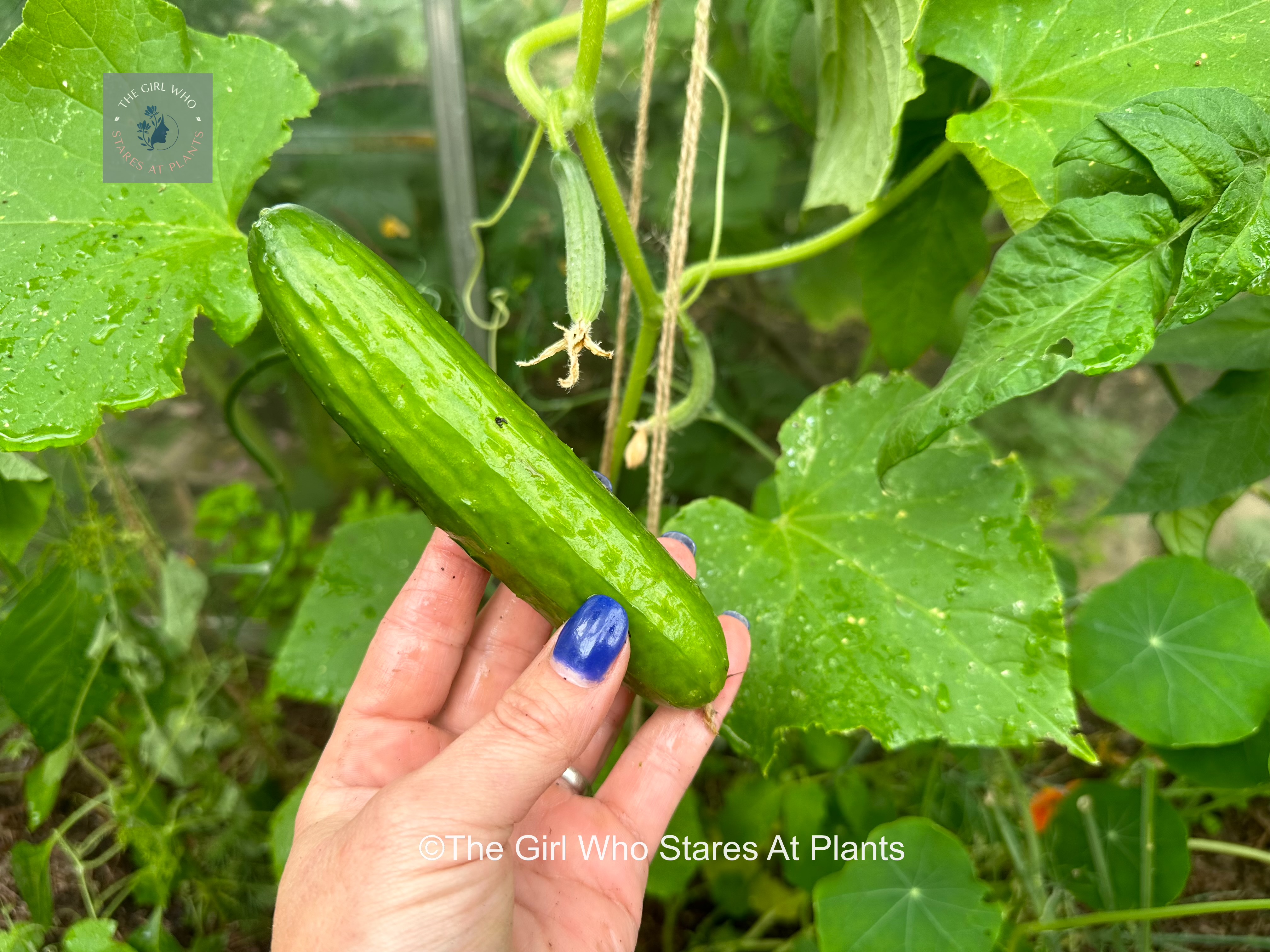 Cucumber growing in the greenhouse uk