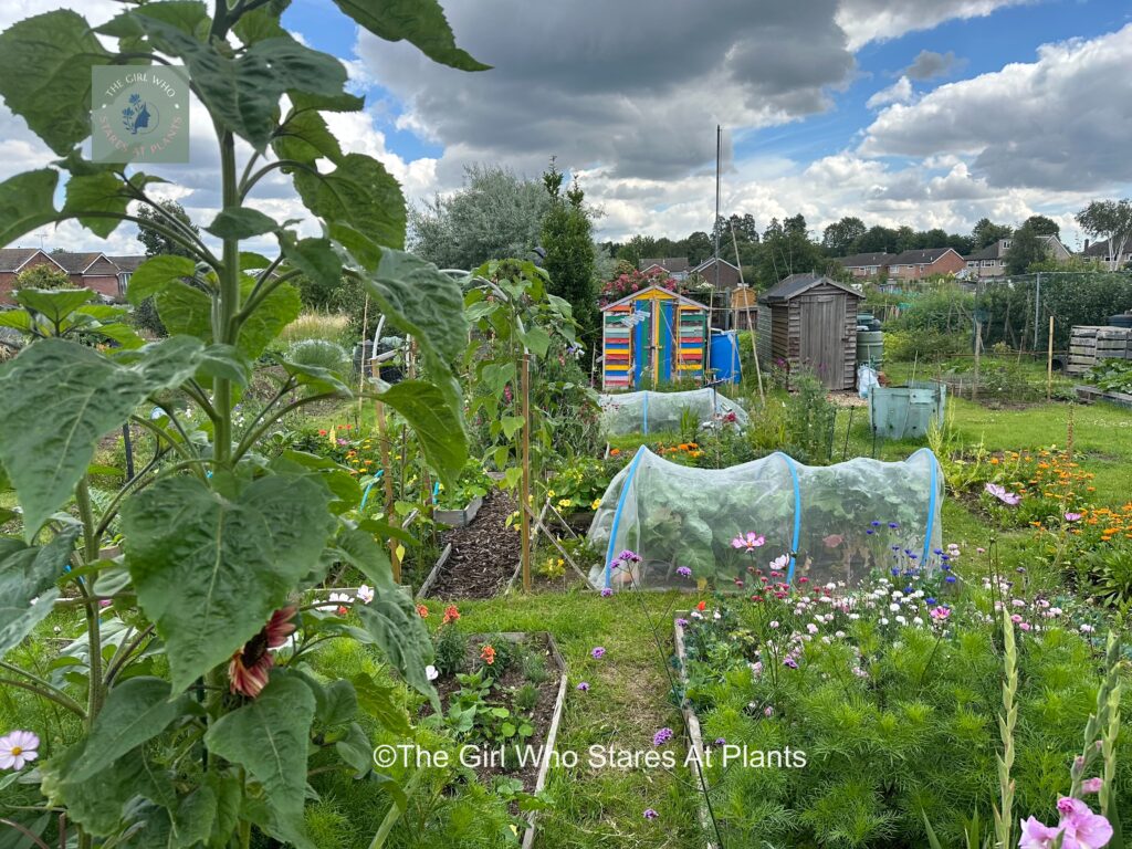 Raised beds in allotment in July