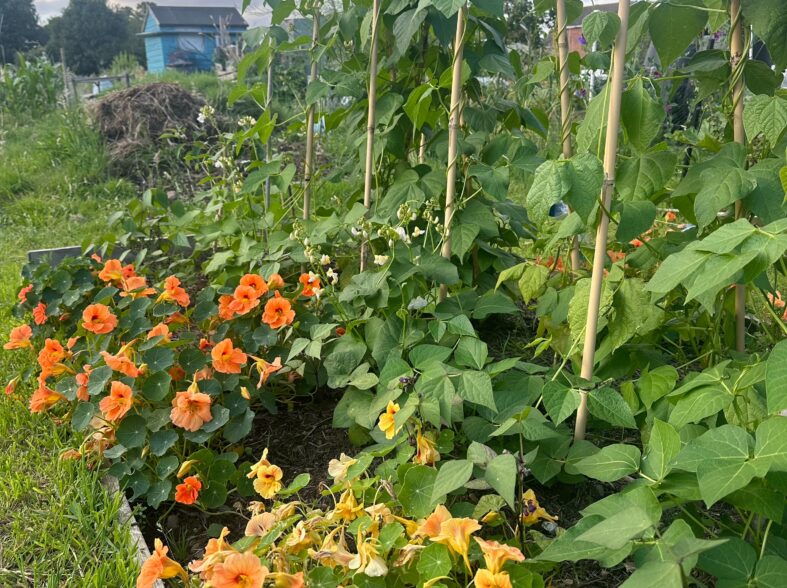 Nasturtium as companion plants near beans on an allotment