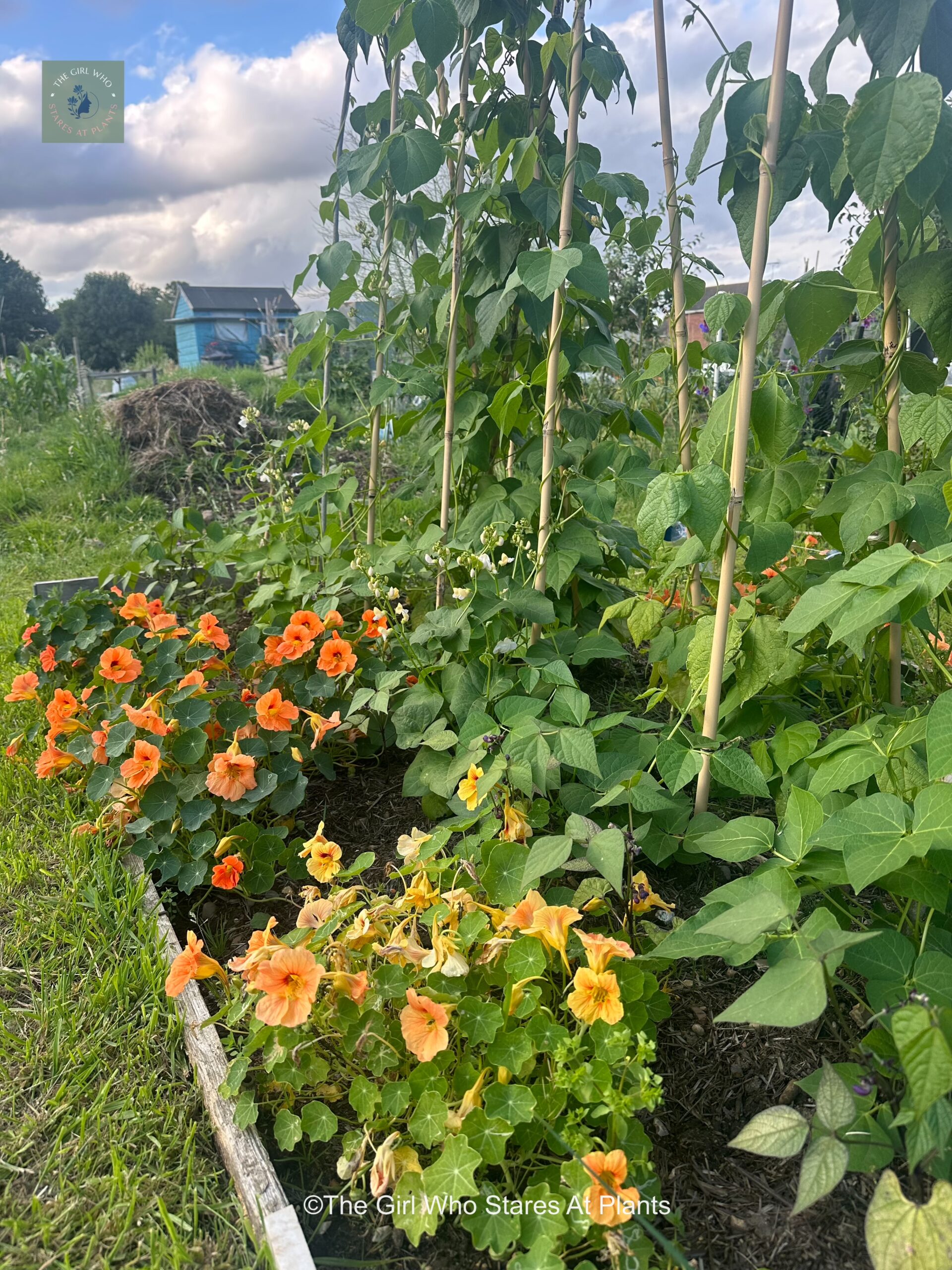 Nasturtium as companion plants near beans on an allotment