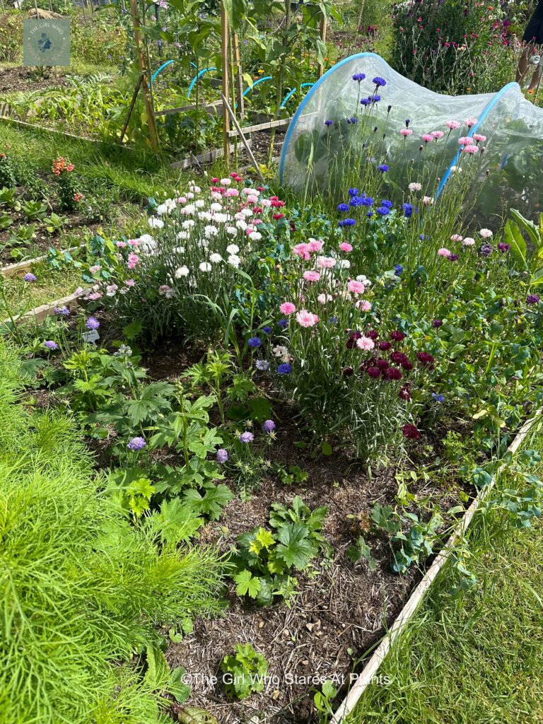 Allotment flowerbed with pink cornflowers and blue scabious and mulched with strulch to deter slugs and snails