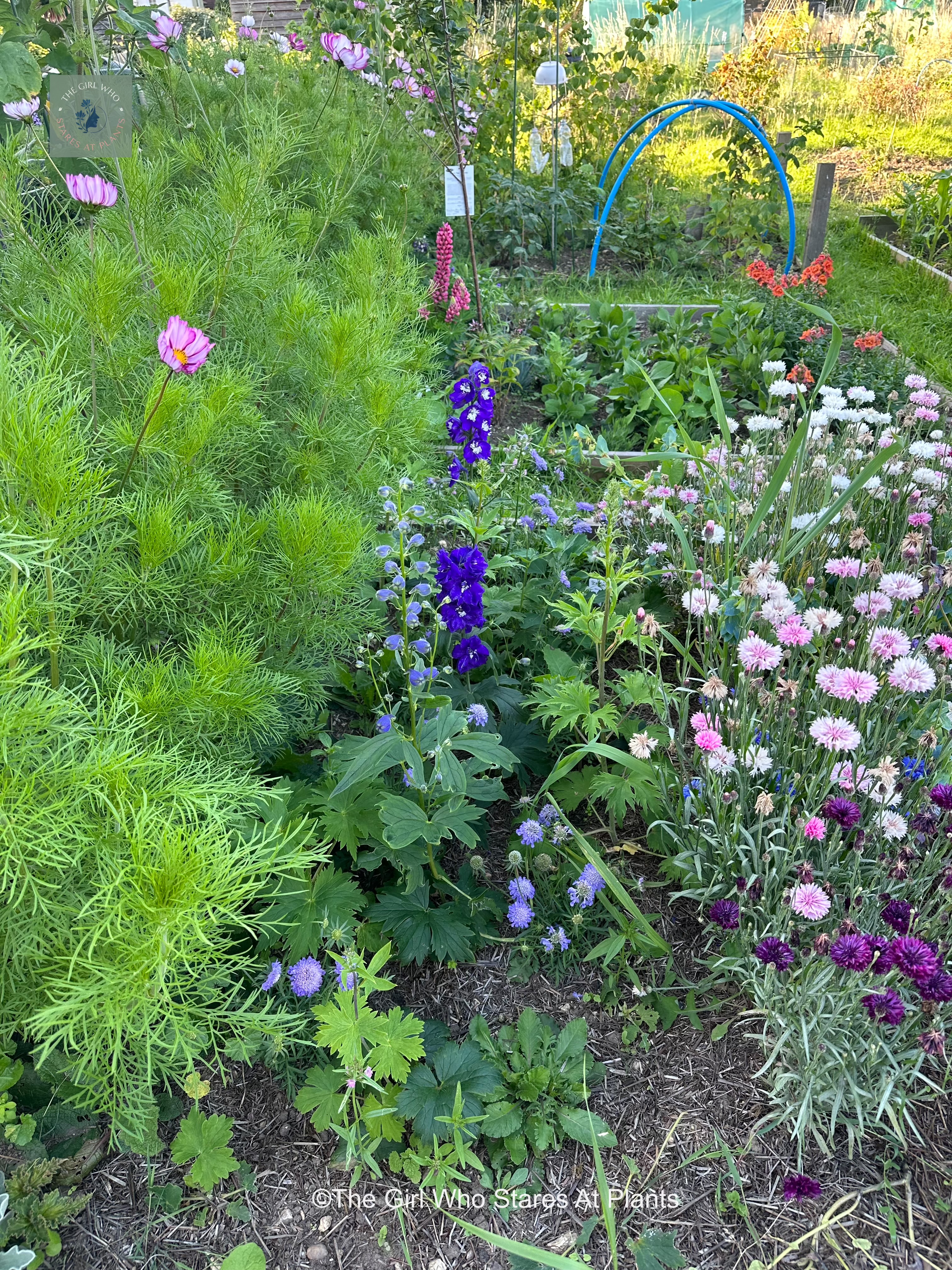 Allotment cut flower bed with cosmos cornflowers delphiniums and scabious 