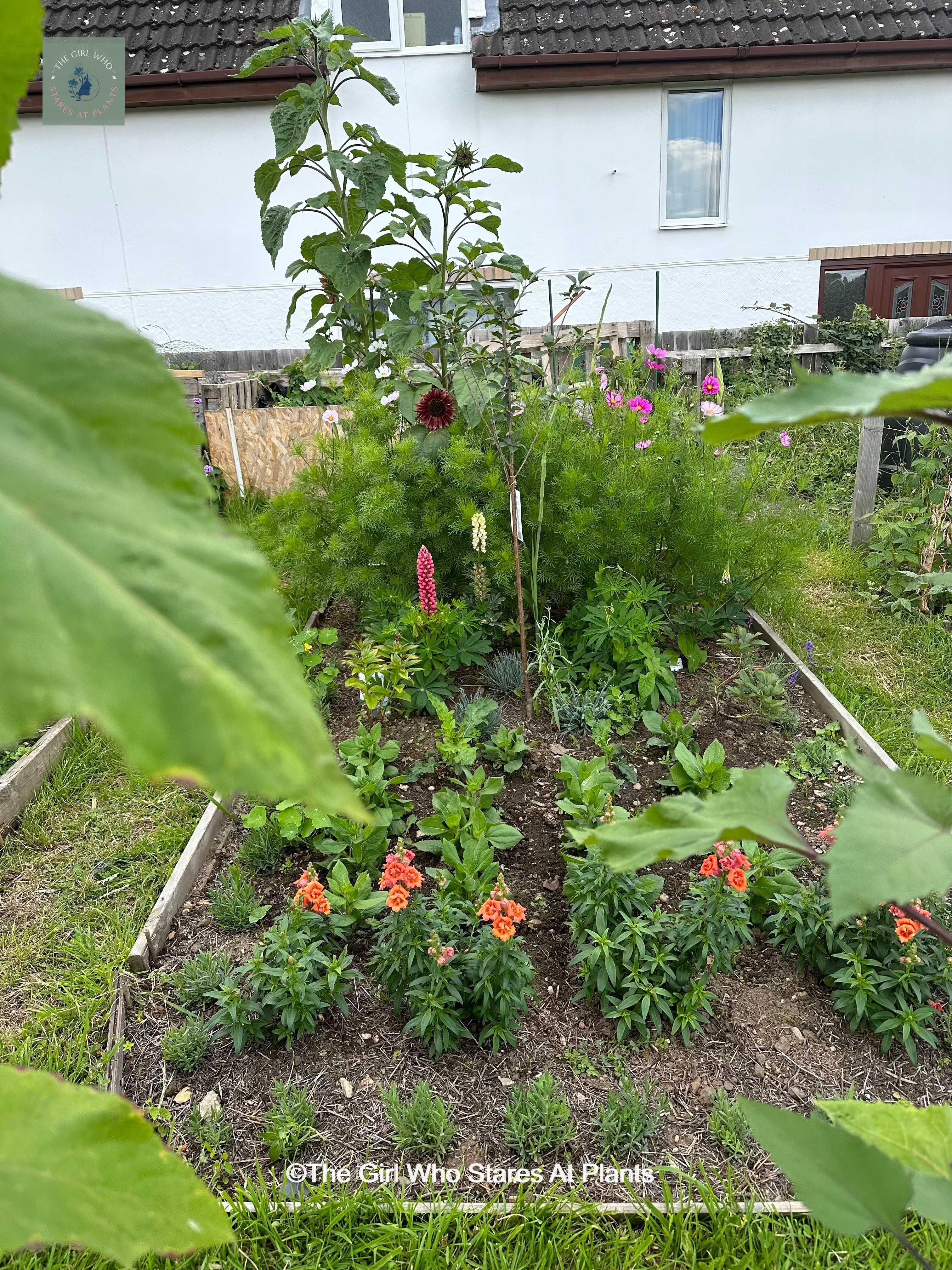 Verbena cosmos lupins and lavender in a raised bed allotment plot, 