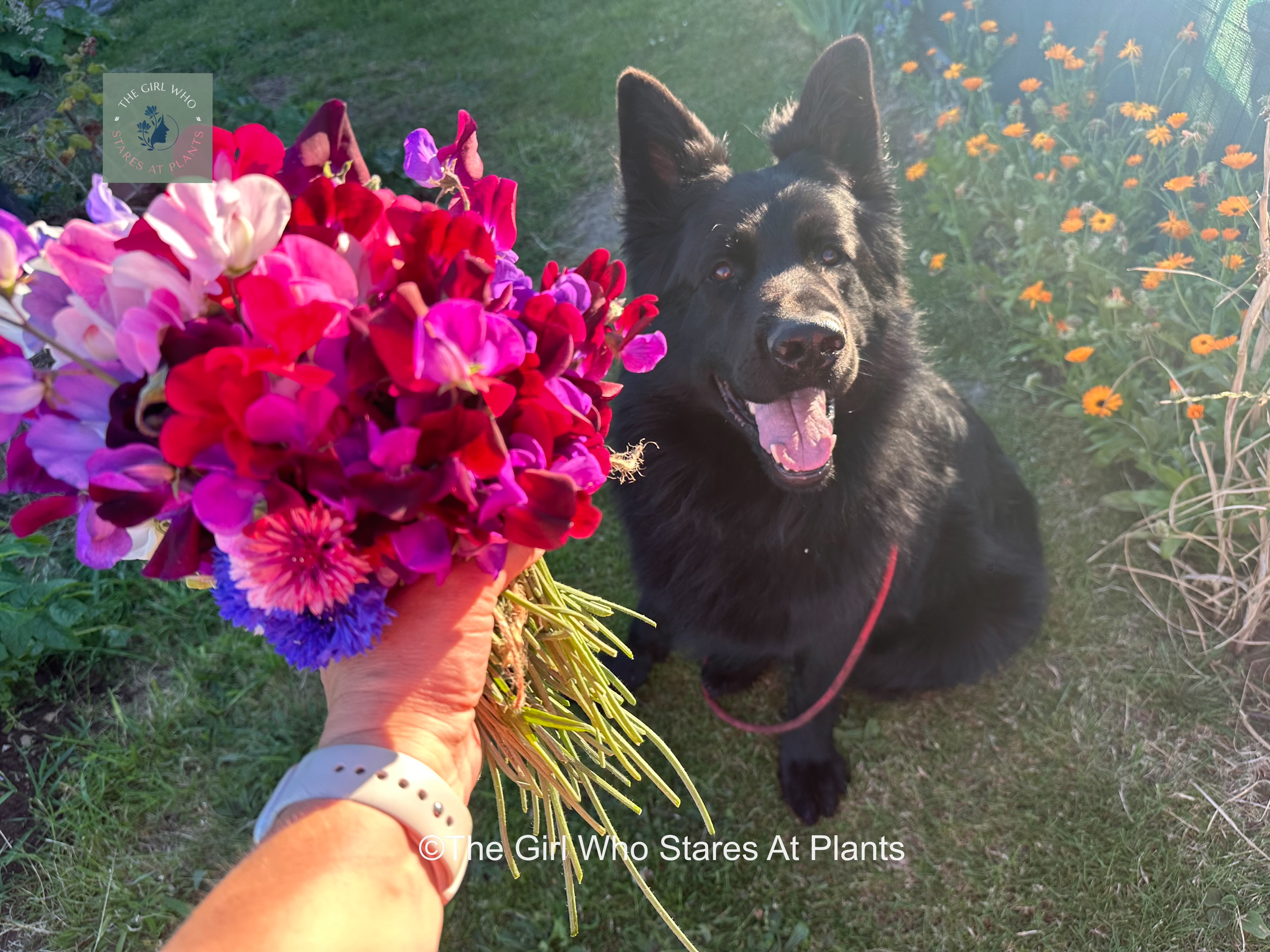 Bunch of sweet peas held in a hand next to a black German shepherd 