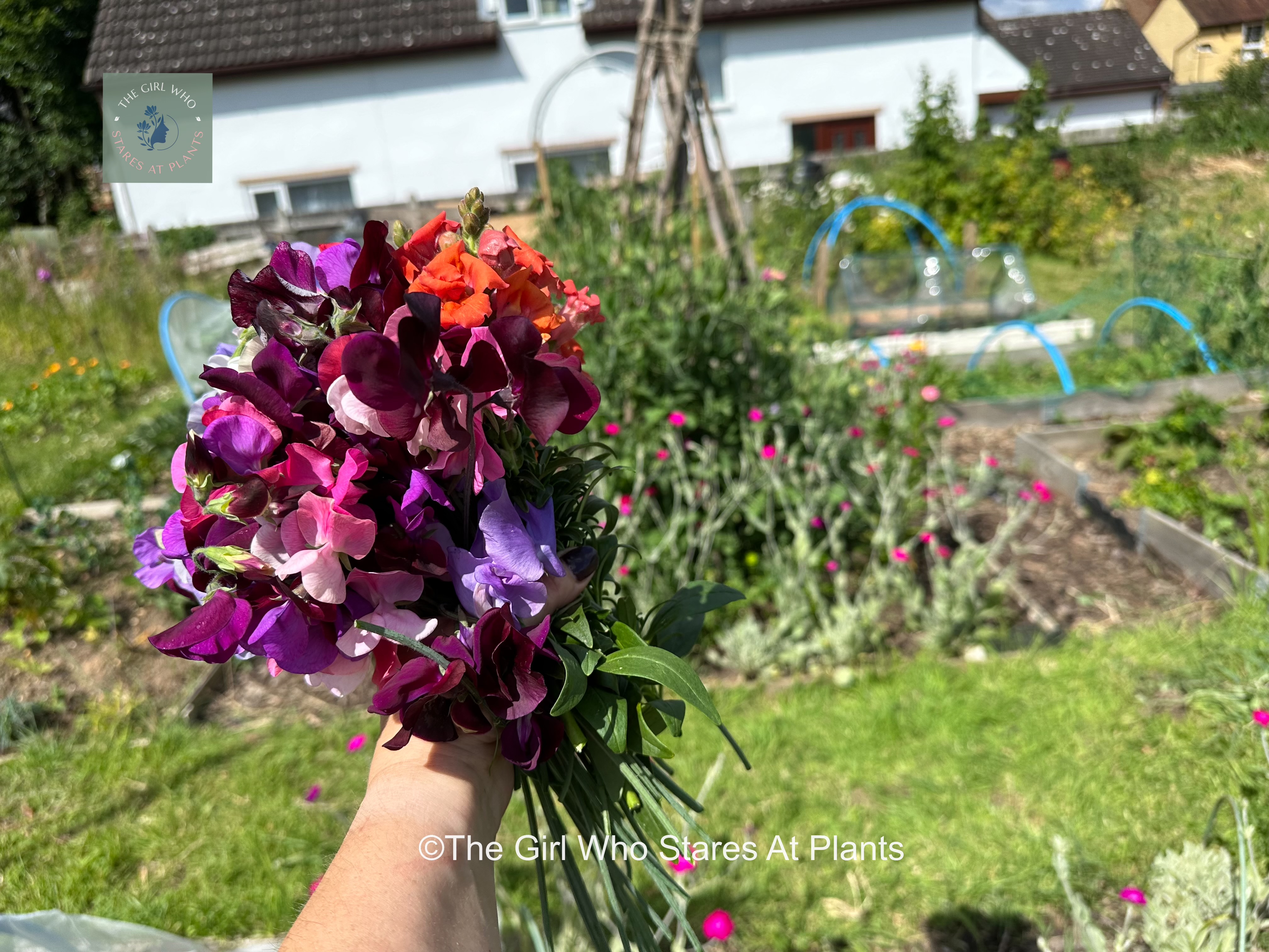 Bunch of sweet peas held in a hand