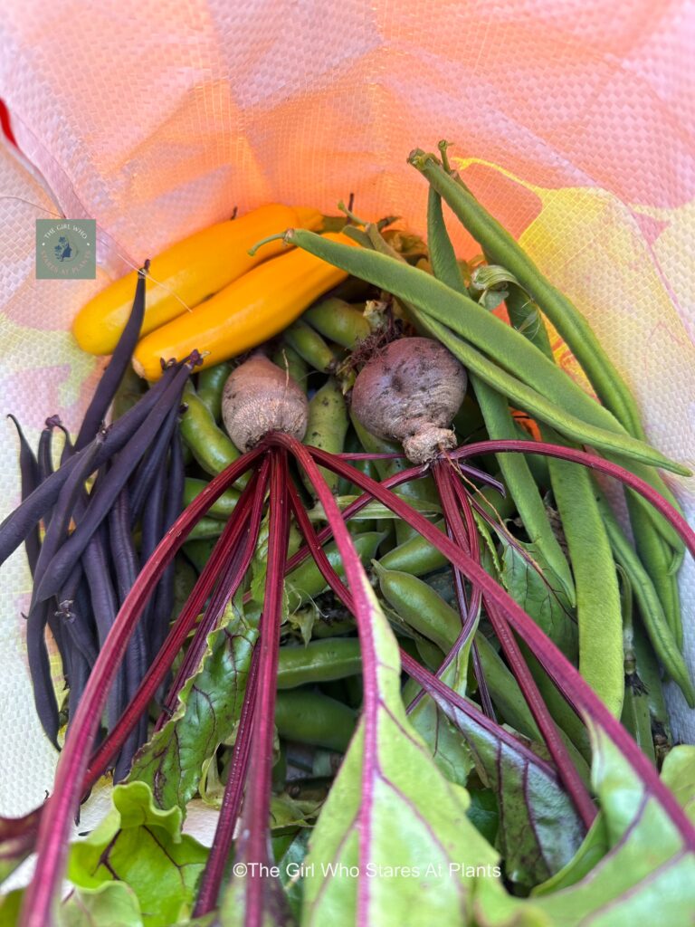 Courgette broad beans french beans runner beans and broad beans from the allotment 