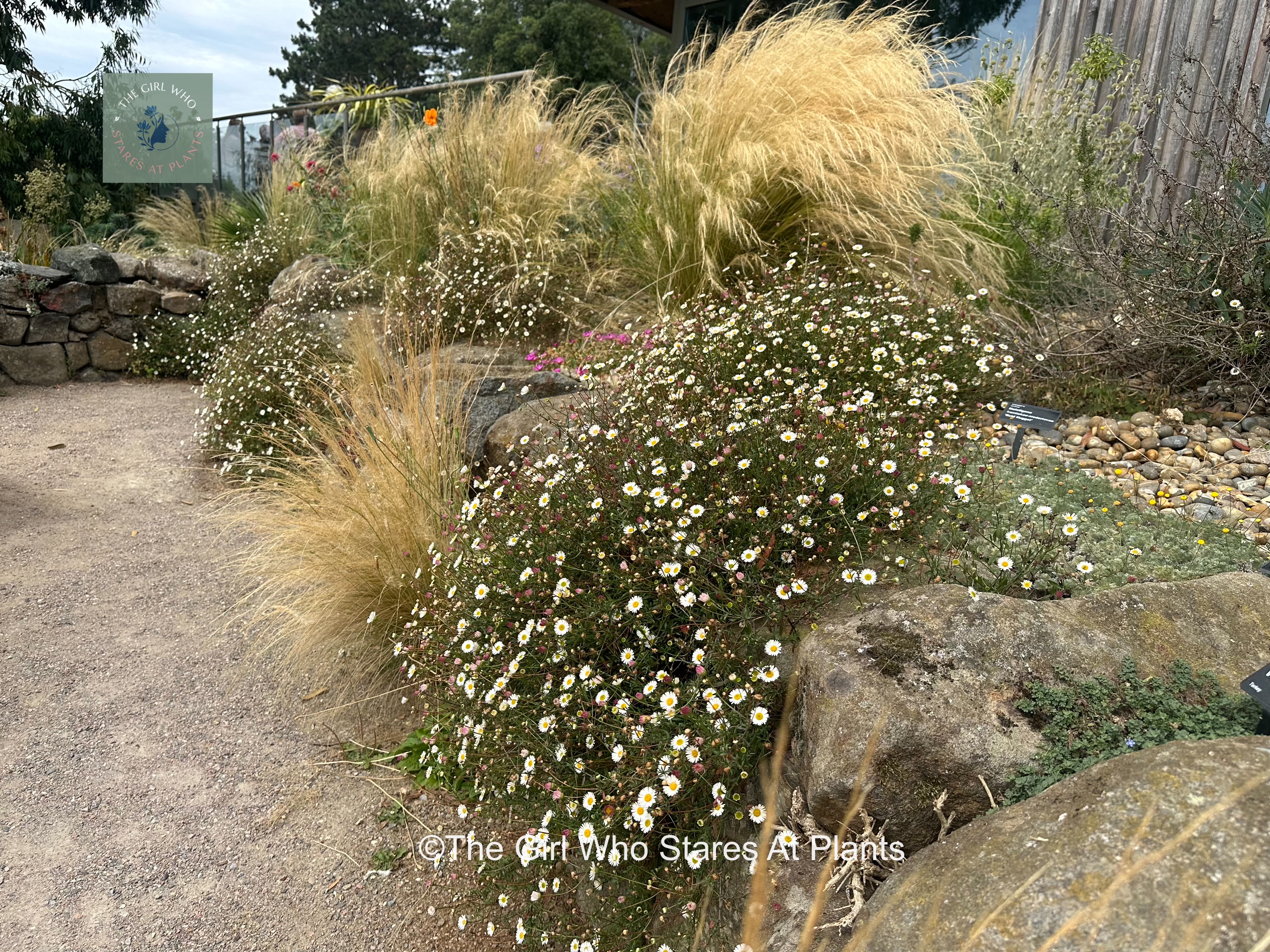 Erigeron poking through rocks