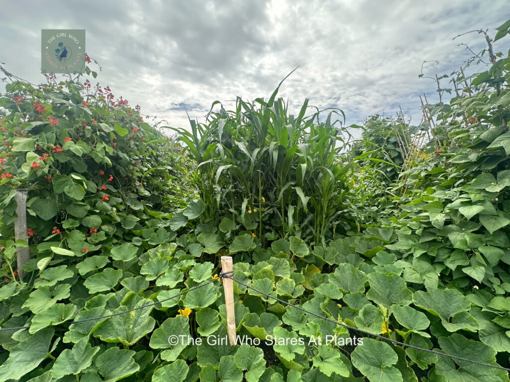 Three sisters, beans, sweetcorn and squash 