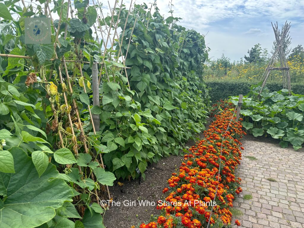 Companion planting of marigold and beans