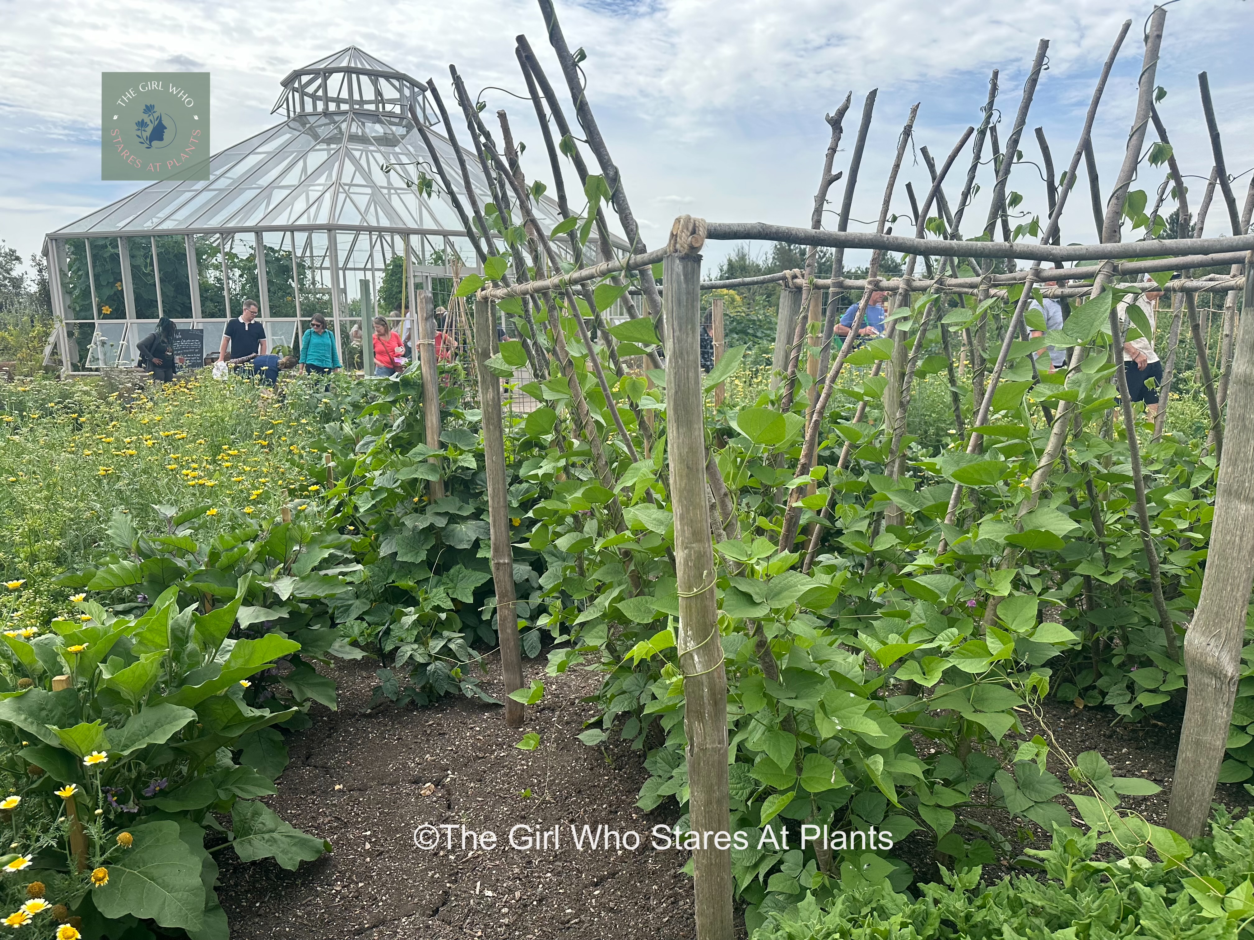 V shaped plant support for beans in edible garden