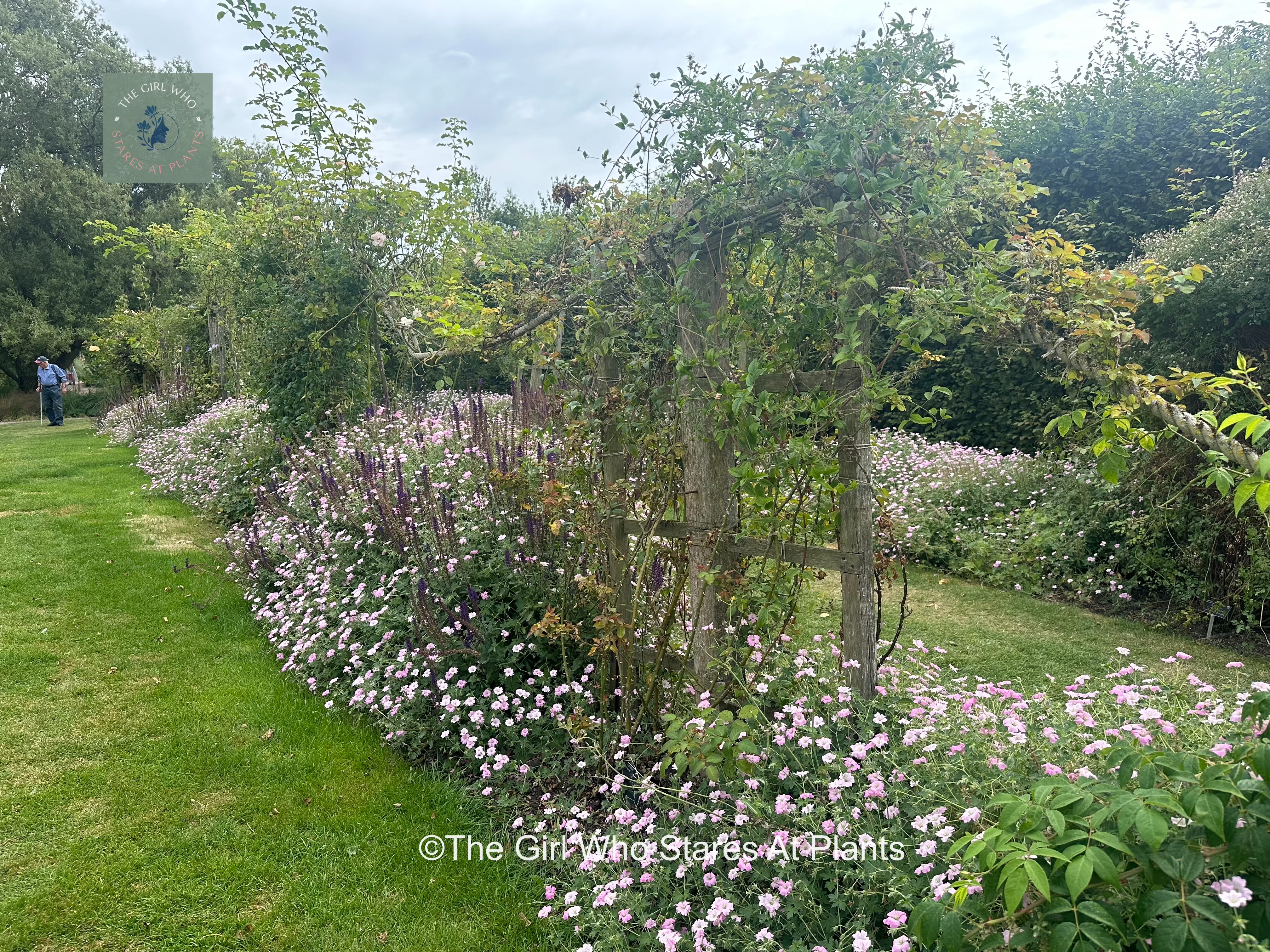 Geraniums and climbing roses