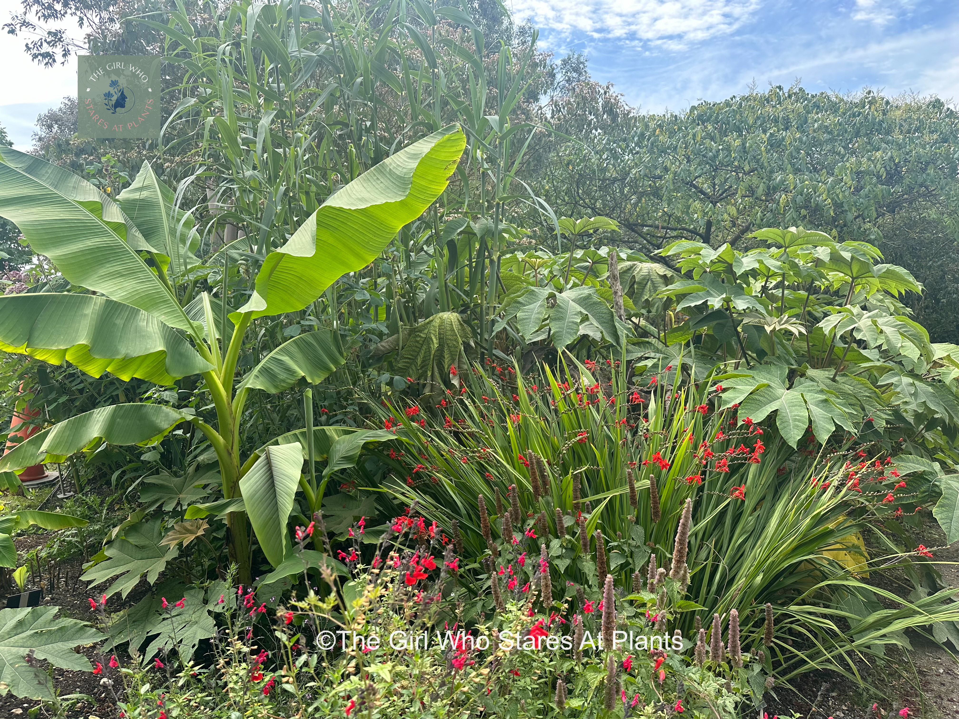 Banana’s tetrapanix, crocosmia in a garden border