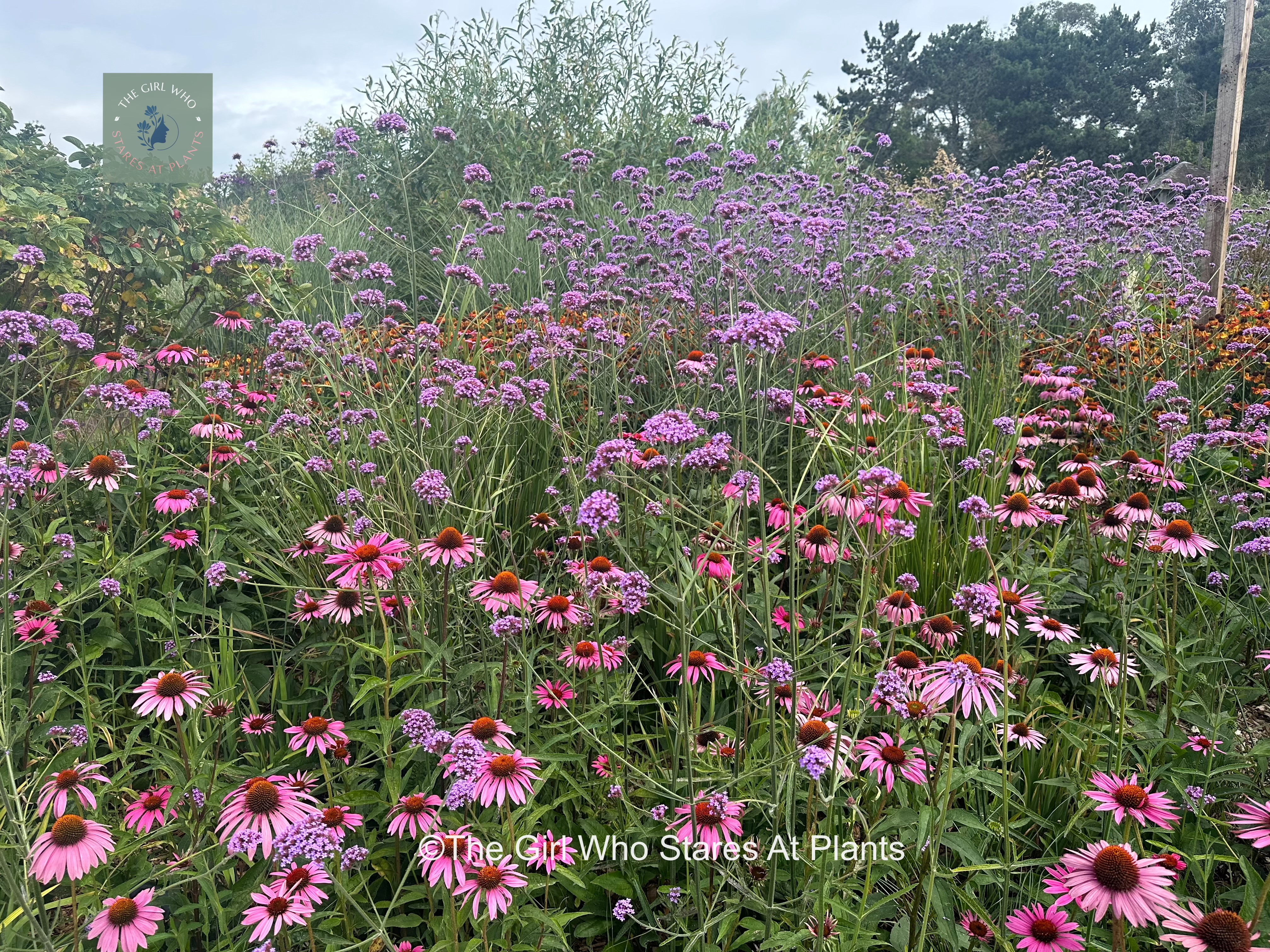 Echinacea and verbena planted in drifts in borders