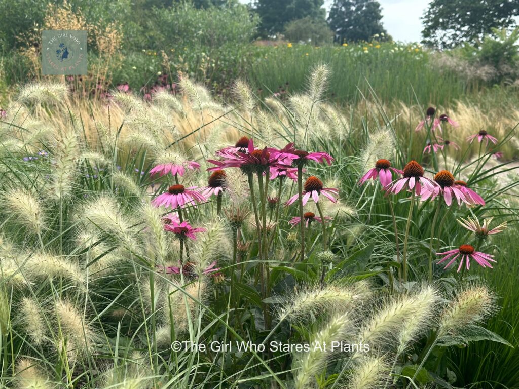 Echinacea with pennistetum