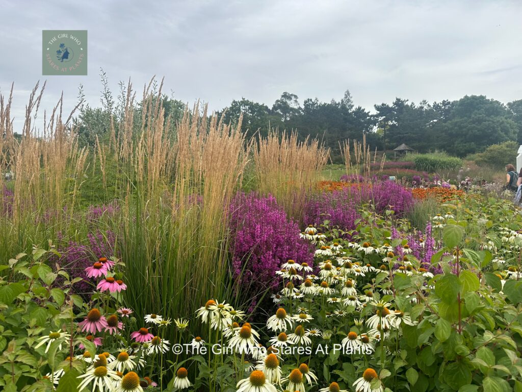 Echinacea, stipia planting combination