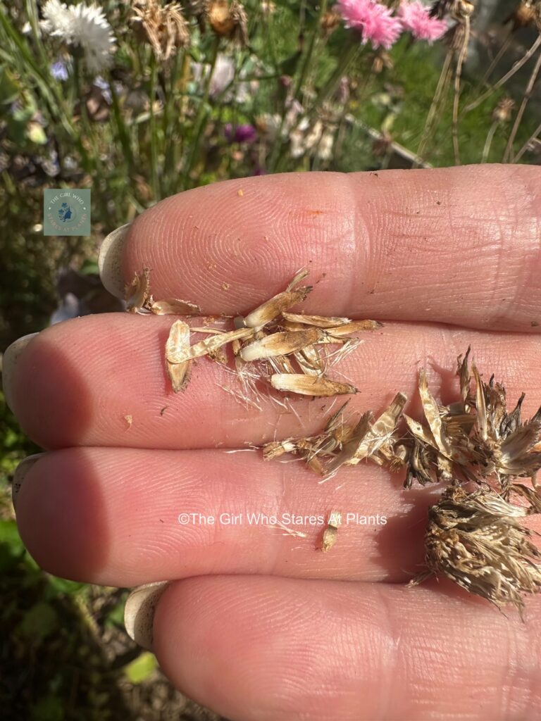 Dried cornflower seeds in a hand