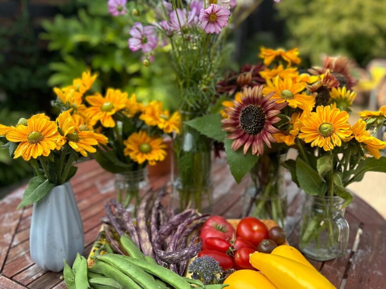 Allotment harvest of cosmos rudbeckia runner beans and courgettes