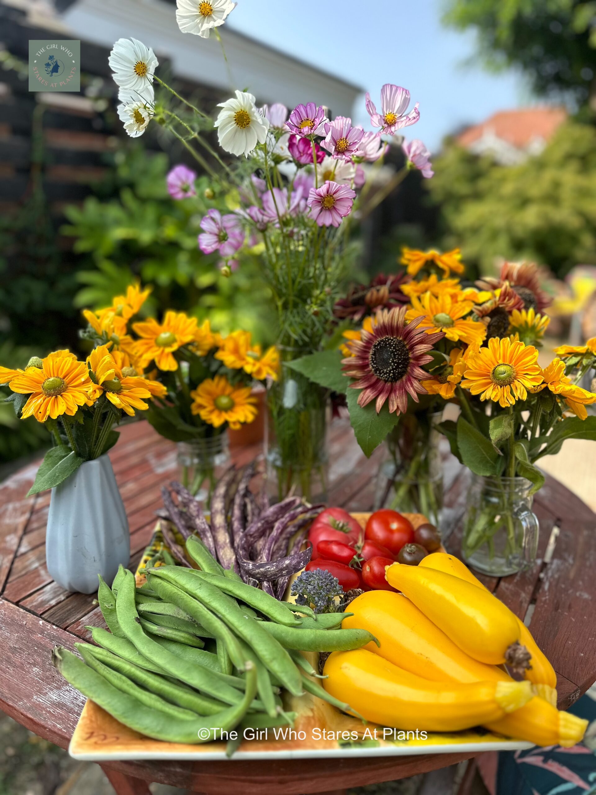 Allotment harvest of cosmos rudbeckia runner beans and courgettes