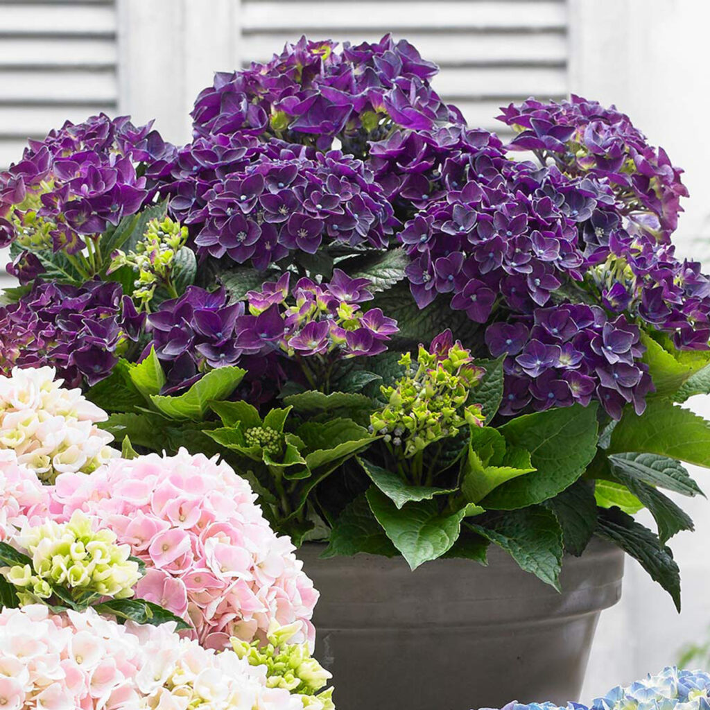 Purple hydrangea with lovely large blooms Music Deep purple Dance